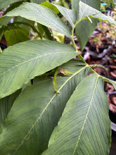 Load image into Gallery viewer, 1 potted plant of Sauromatum venosum or Voodoo Lily in 12cm pot Includes Postage
