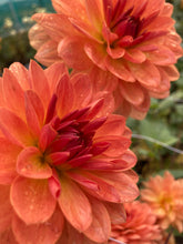 Load image into Gallery viewer, 5 tubers of orange giant-flowered Dahlia (Dr. P. H. Riedell) Includes Postage
