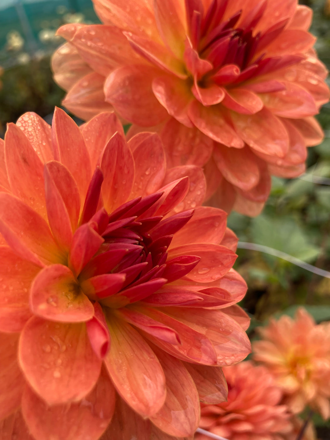 5 tubers of orange giant-flowered Dahlia (Dr. P. H. Riedell) Includes Postage