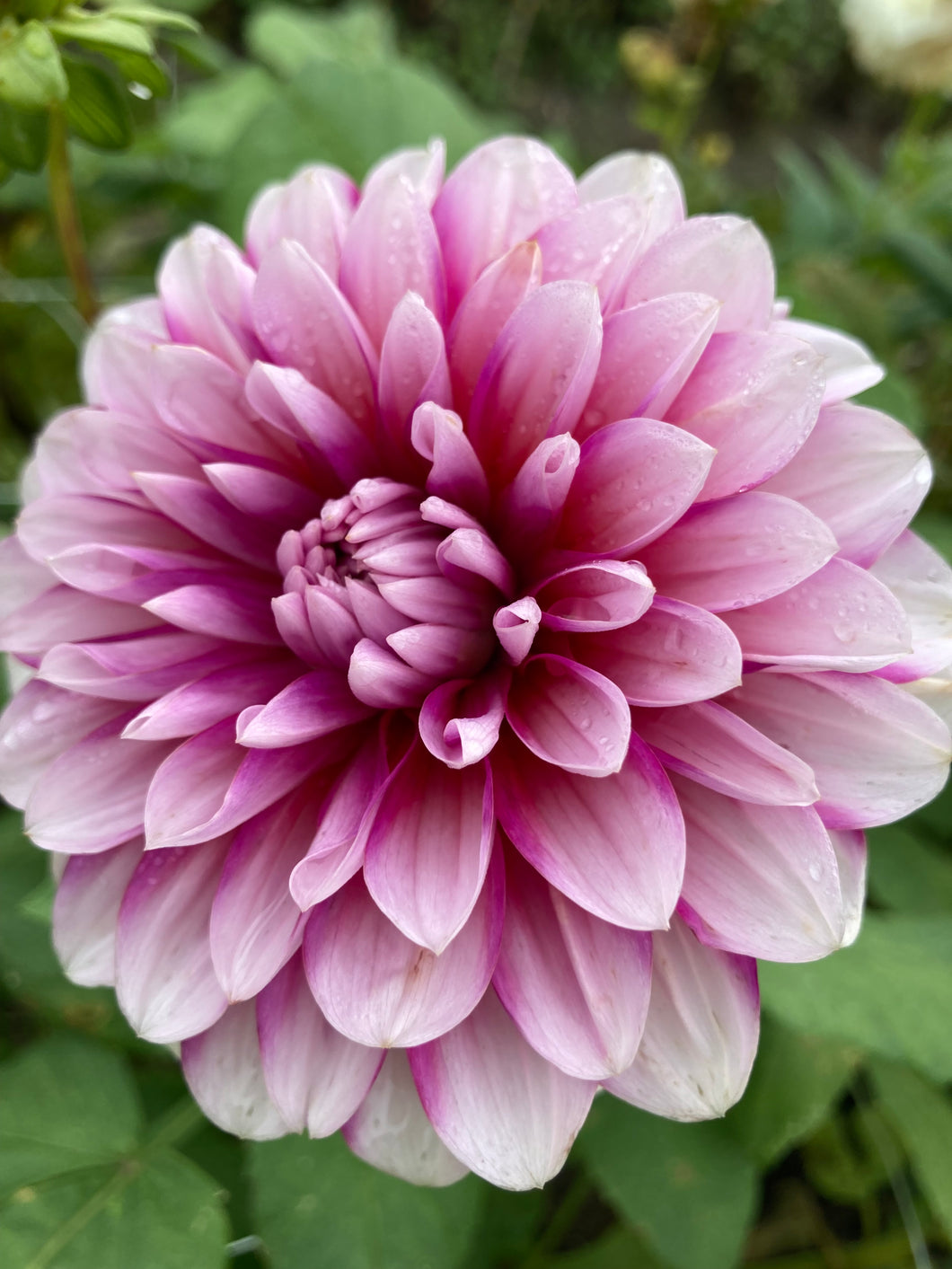 5 tubers of red/white medium-flowered Dahlia (Ryan C) Includes Postage