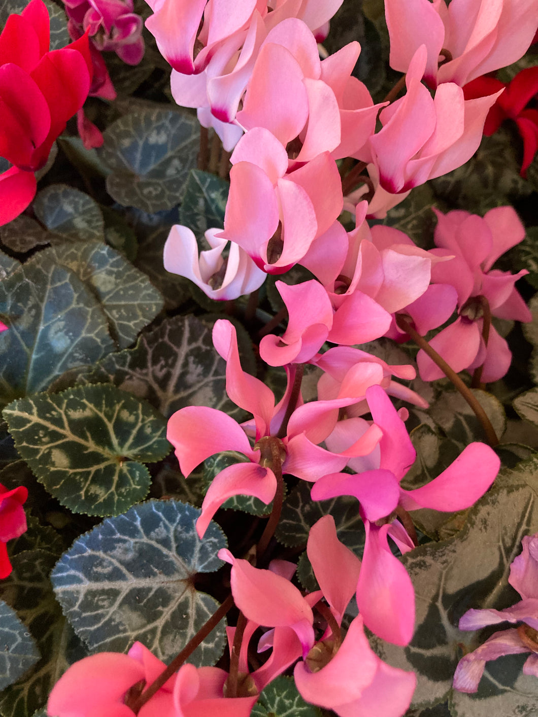 2 plants of pink Cyclamen (Indoor Cyclamen) Includes Postage