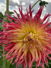 Load image into Gallery viewer, 2 tubers of pink/yellow semi-cactus Dahlia (Fringed Star) Includes Postage
