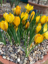 Load image into Gallery viewer, 20 bulbs of yellow Crocus (Dorothy) Includes Postage
