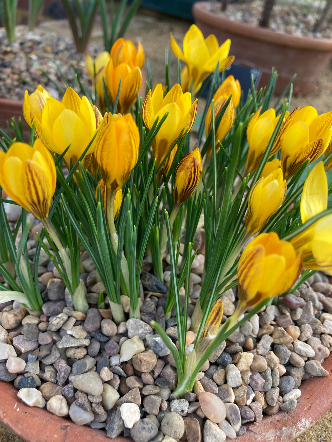 20 bulbs of yellow Crocus (Dorothy) Includes Postage