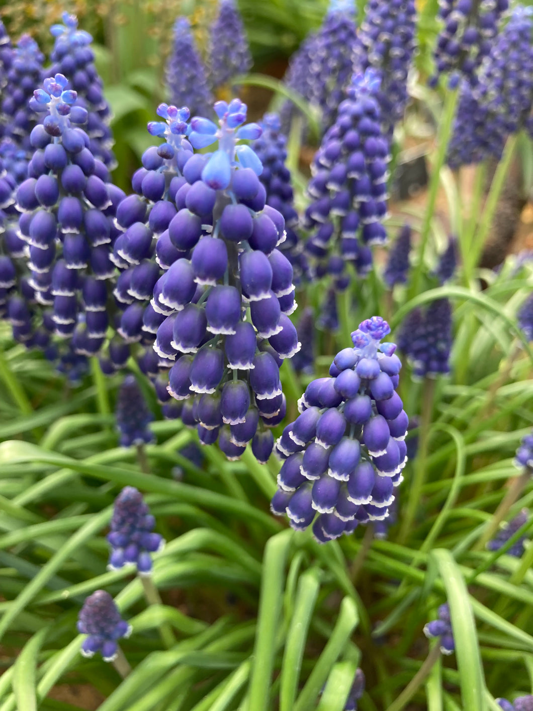 10 bulbs of Muscari/Grape Hyacinth (Muscari neglectum) Includes Postage
