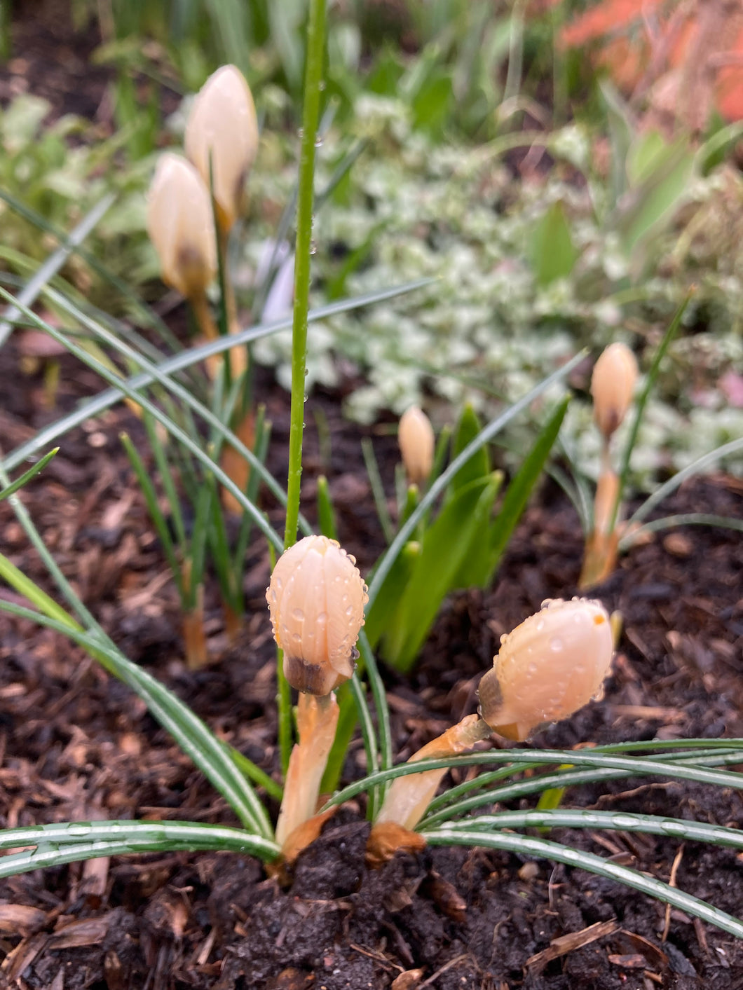 30 bulbs of yellow Crocus (Romance) Includes Postage