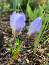 Load image into Gallery viewer, 25 bulbs of Crocus biflorus (Blue Pearl) Includes Postage
