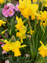 Load image into Gallery viewer, 30 bulbs of dwarf Narcissus (Tête á Tête) Includes Postage
