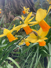 Load image into Gallery viewer, 5 bulbs of Dwarf Daffodil (Jetfire) Includes Postage
