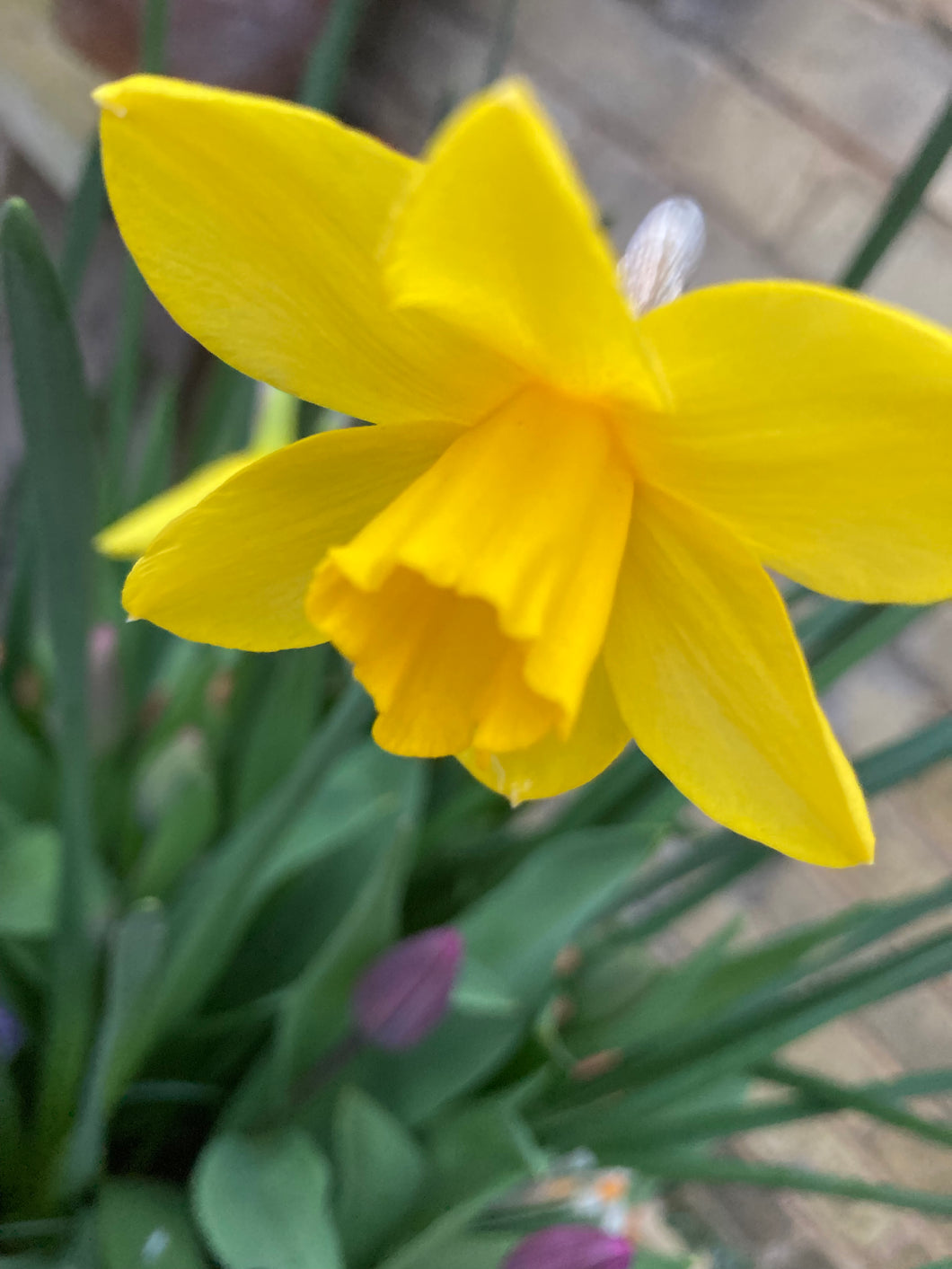 10 bulbs of Daffodil (Marie Curie) Includes Postage