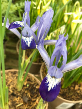 Load image into Gallery viewer, 10 bulbs of dwarf Iris/Iris reticulata (Clairette) Includes Postage
