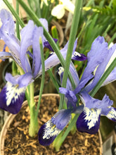 Load image into Gallery viewer, 10 bulbs of dwarf Iris/Iris reticulata (Clairette) Includes Postage

