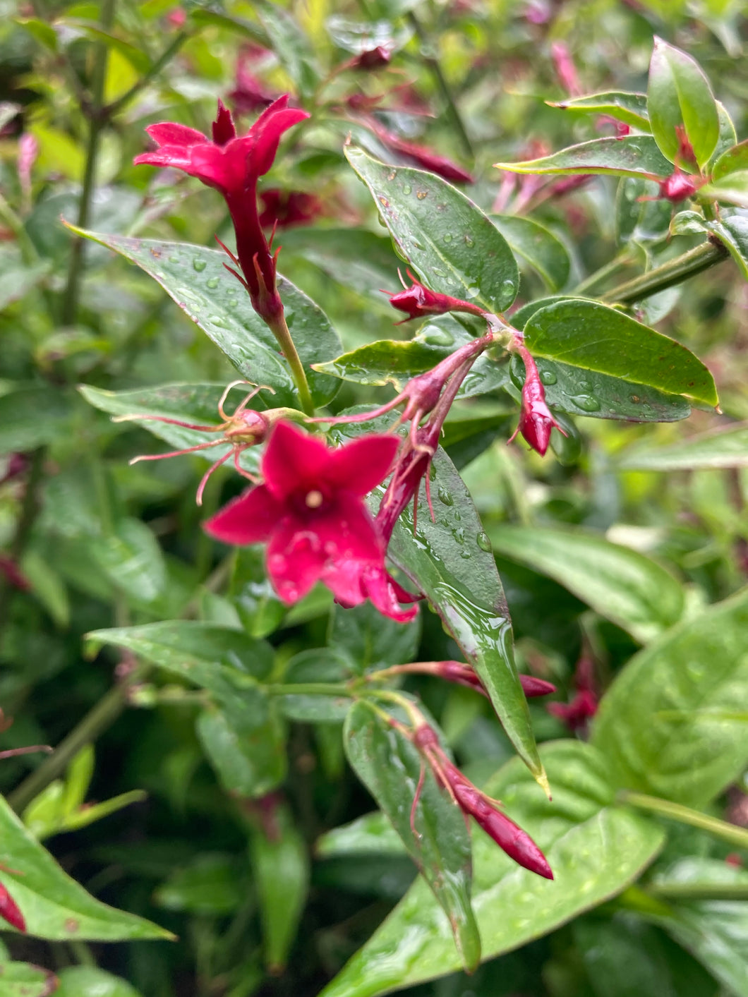 1 established plant of red Jasmine in 2 litre pot - Includes Postage