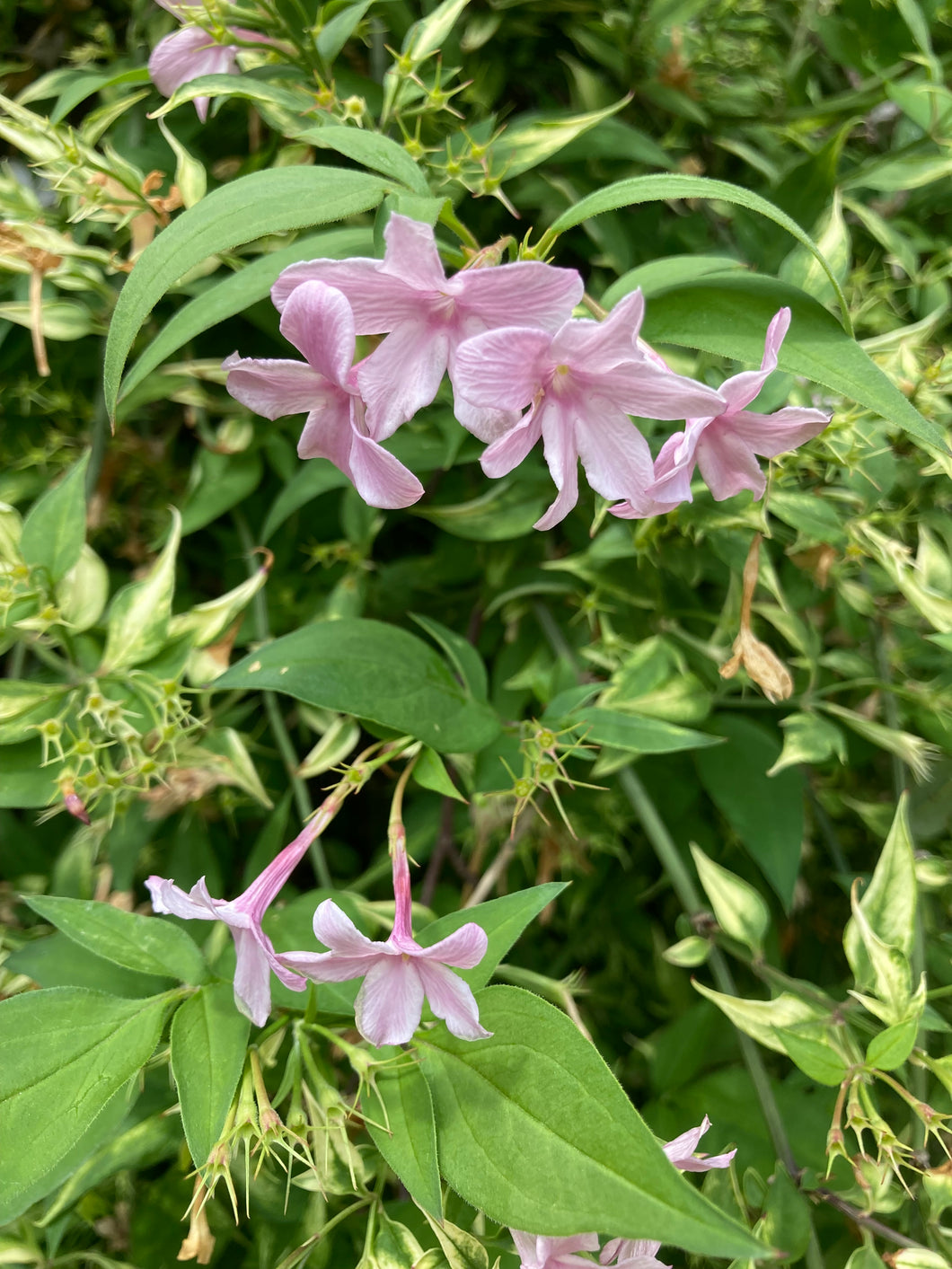 1 potted plant of pale-pink Jasmine or Jasminum x stephanense in a 12cm pot (fragrant) Includes Postage