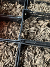 Load image into Gallery viewer, 3 tubers of semi-cactus Dahlia (Myrtle&#39;s Folly) Includes Postage
