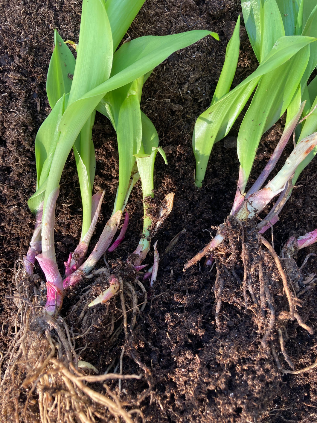 1 bare root of Lily of The Valley (Convallaria majalis) Includes Postage