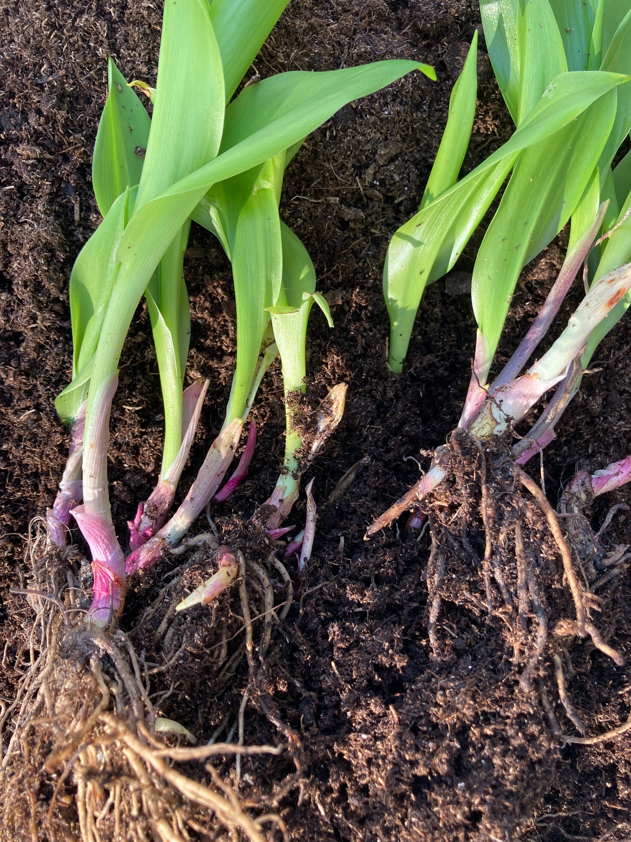 10 bare roots of Lily of The Valley (Convallaria majalis) Includes Pos –  London Orchid Company, image size:2048x2731