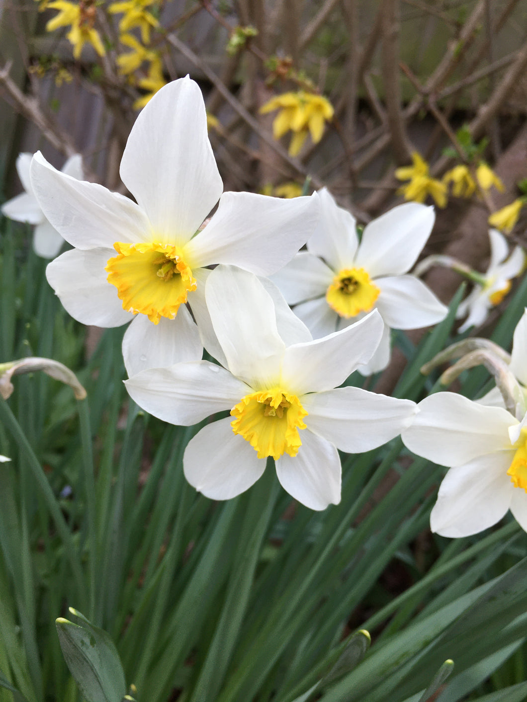 30 bulbs of Daffodil (Loth Lorien) Includes Postage