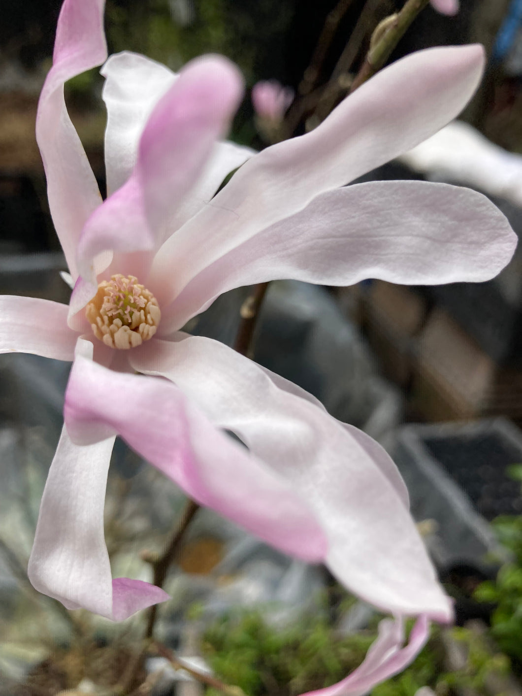 1 Shrub Star Magnolia (Magnolia stellata 'Roseum') 1 metre tall - Includes Postage