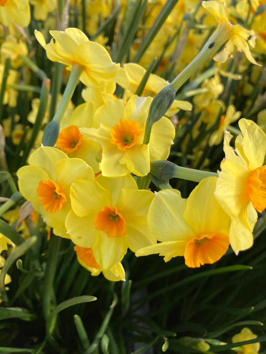 30 bulbs of yellow/orange Narcissus (Martinette) Includes Postage