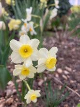 Load image into Gallery viewer, 10 bulbs of dwarf Daffodil tazetta (Minnow) Includes Postage
