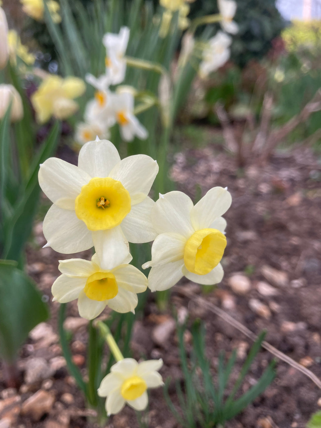 10 bulbs of dwarf Daffodil tazetta (Minnow) Includes Postage