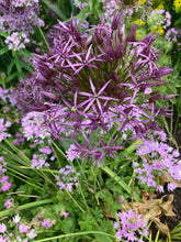 Load image into Gallery viewer, 10 bulbs of Ornamental Allium (mixed varieties) Includes Postage
