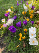 Load image into Gallery viewer, 50 bulbs of Crocus (mixed varieties) Includes Postage

