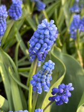 Load image into Gallery viewer, 10 Bulbs of Muscari/Grape Hyacinth (Blue Magic) Includes Postage
