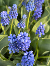 Load image into Gallery viewer, 10 Bulbs of Muscari/Grape Hyacinth (Blue Magic) Includes Postage
