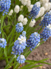 Load image into Gallery viewer, 20 bulbs of Muscari/Grape Hyacinth (Mixed Varieties) Includes Postage
