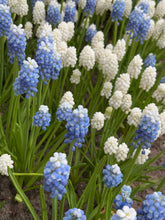 Load image into Gallery viewer, 20 bulbs of Muscari/Grape Hyacinth (Mixed Varieties) Includes Postage
