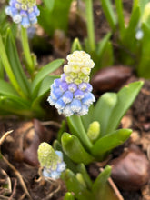 Load image into Gallery viewer, 20 bulbs of Grape Hyacinth or Muscari 'Mountain Lady' (Bulbs) Includes Postage
