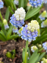 Load image into Gallery viewer, 10 bulbs of Grape Hyacinth or Muscari 'Mountain Lady' (Bulbs) Includes Postage

