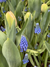 Load image into Gallery viewer, 10 Bulbs of Muscari/Grape Hyacinth (Blue Magic) Includes Postage
