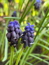 Load image into Gallery viewer, 5 bulbs of Muscari/Grape Hyacinth (Muscari neglectum) Includes Postage
