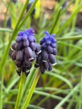 Load image into Gallery viewer, 5 bulbs of Muscari/Grape Hyacinth (Muscari neglectum) Includes Postage
