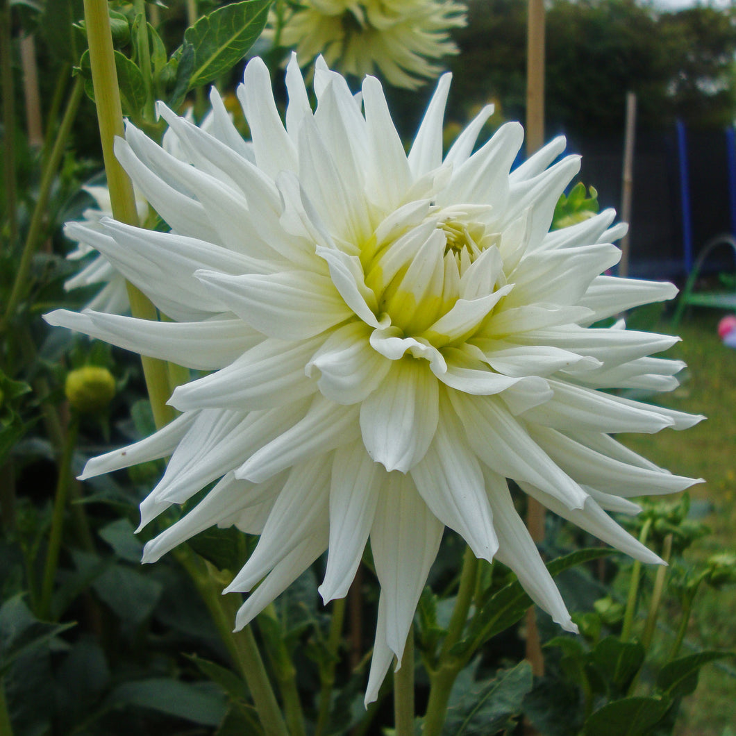 3 tubers of semi-cactus Dahlia (My Love) Includes Postage