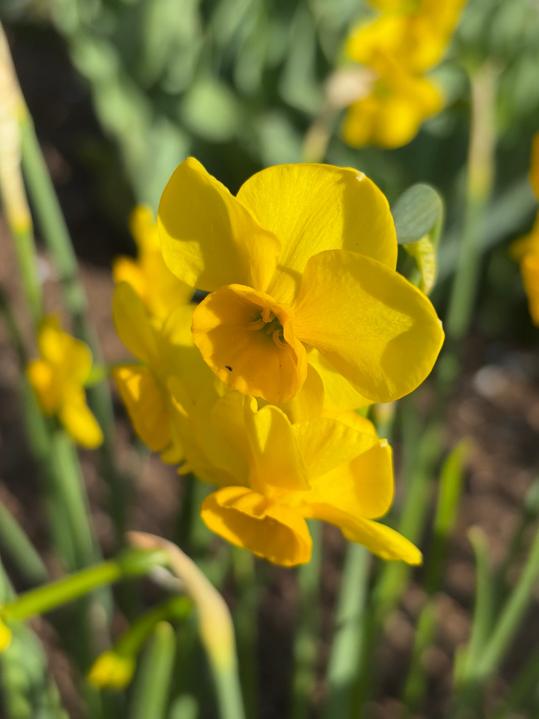 5 bulbs of dwarf Narcissus (Kokopelli) Includes Postage