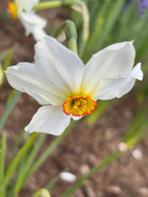 Load image into Gallery viewer, 20 bulbs of Narcissus poeticus (Pheasant Eye or Poet&#39;s Daffodil) Includes Postage
