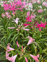 Load image into Gallery viewer, Set of red, white, and pink Bowden Lily bulbs (Nerine bowdenii) Includes Postage
