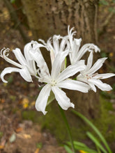 Load image into Gallery viewer, 1 bulb of white Bowden Lily (Nerine bowdenii alba) Includes Postage
