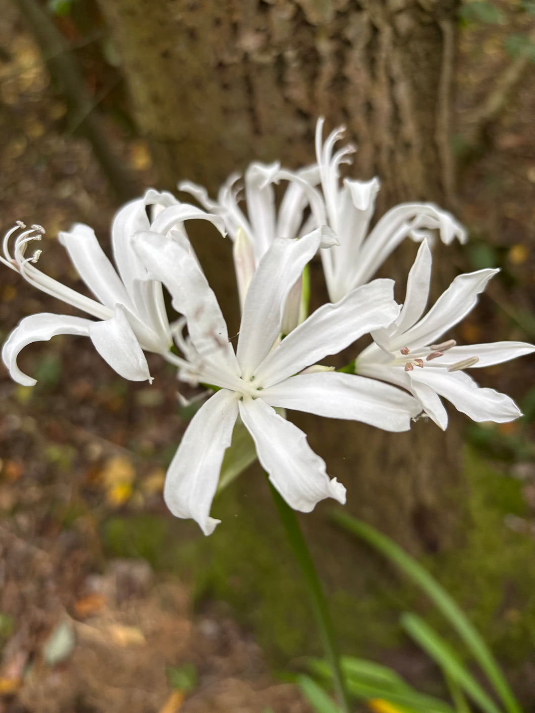 1 bulb of white Bowden Lily (Nerine bowdenii alba) Includes Postage