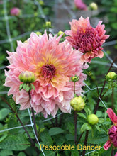 Load image into Gallery viewer, 2 tubers of salmon/yellow large-flowered Dahlia (Paso Doble Dancer) Includes Postage
