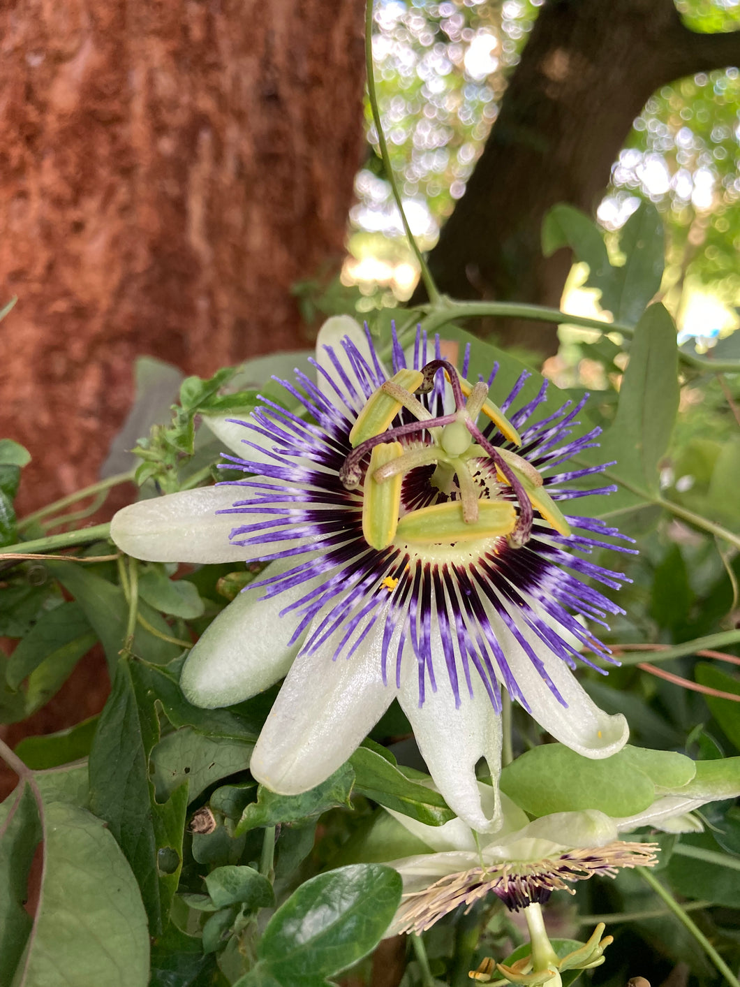 1 established plant of Passion Flower in 2 litre pot (Passiflora caerulea) Includes Postage