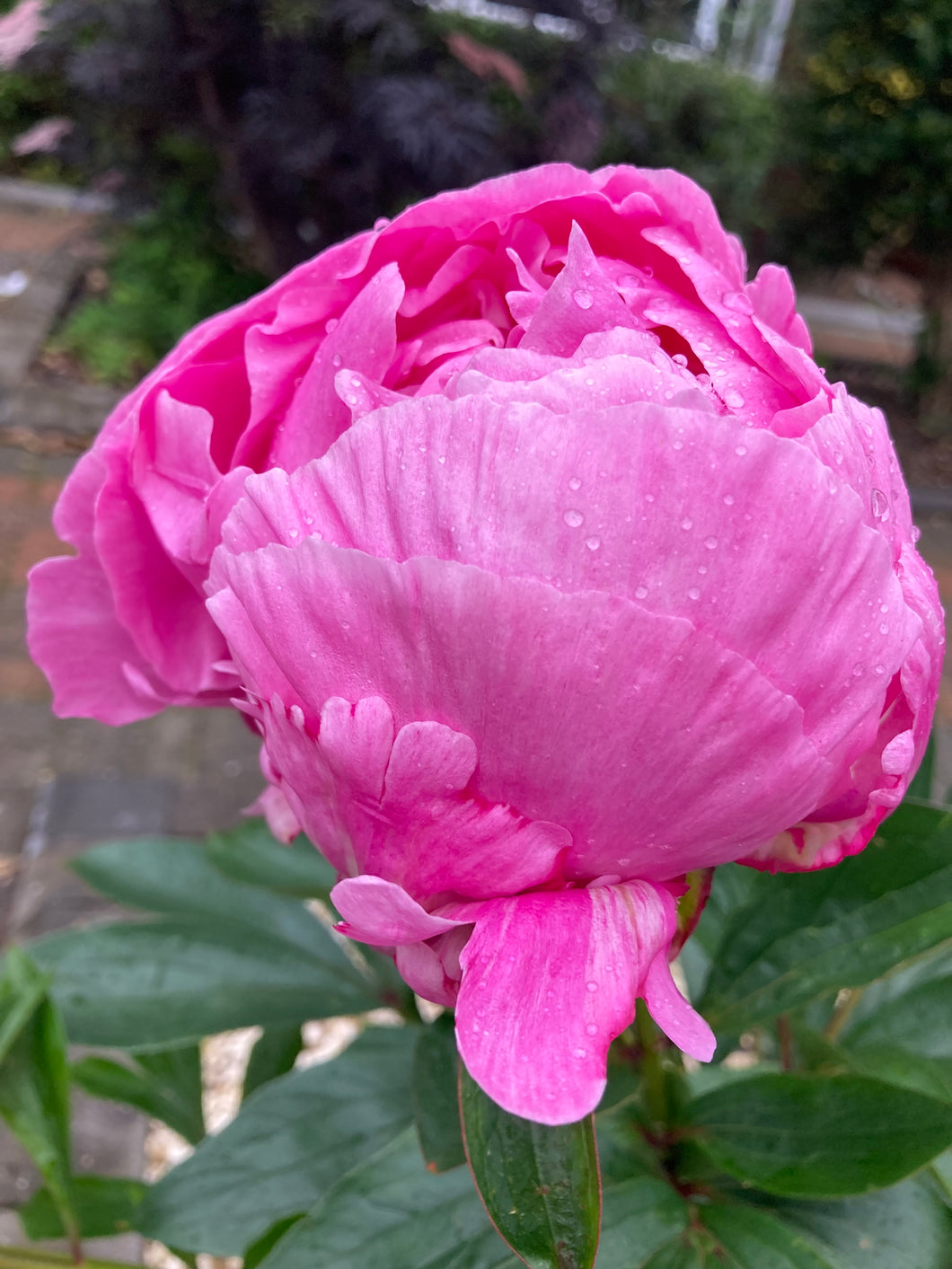 3 roots of pink Peony (Dr. Alexander Fleming) Includes Postage