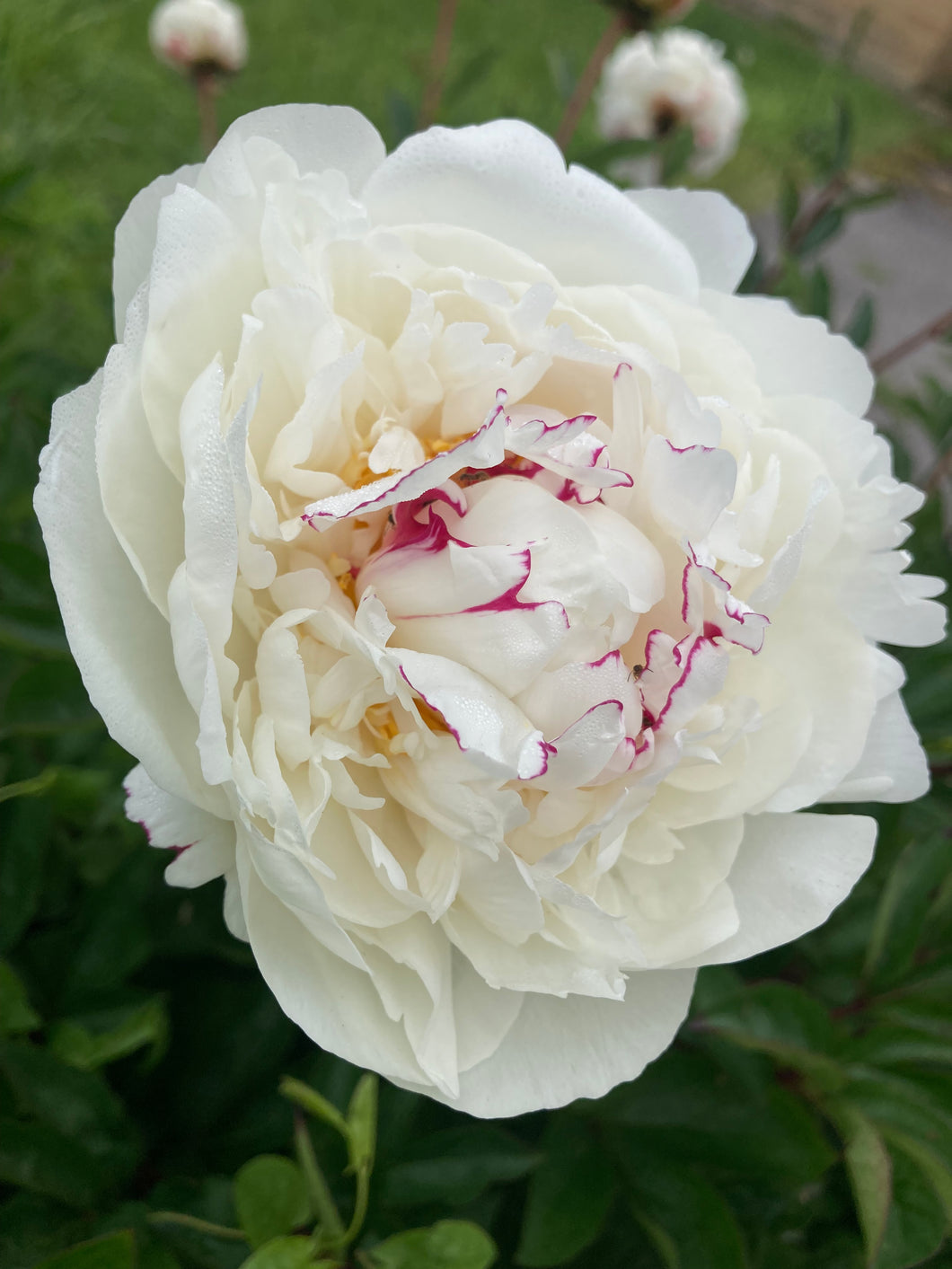1 potted plant of white Peony in 12cm pot Includes Postage