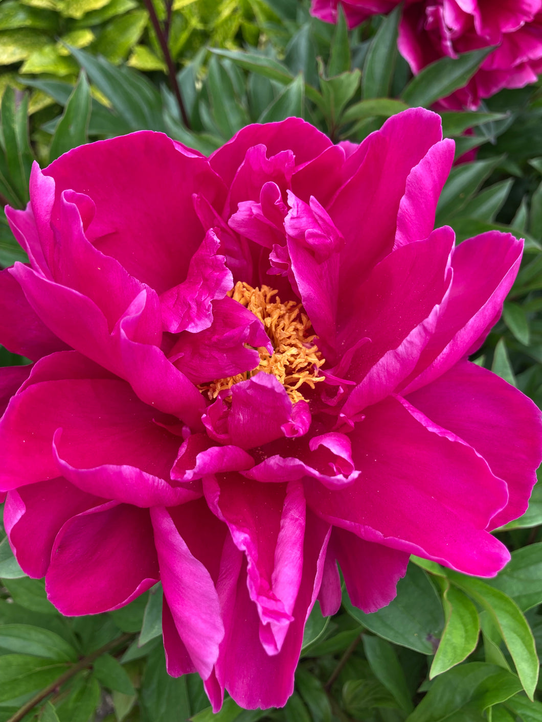 1 potted plant of pink Peony in 12cm pot Includes Postage