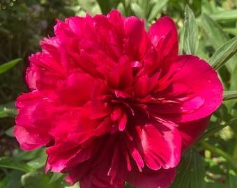 1 potted plant of red Peony in 12cm pot Includes Postage