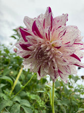 Load image into Gallery viewer, 2 tubers of large-flowered Dahlia (Prince Vaillant) Includes Postage
